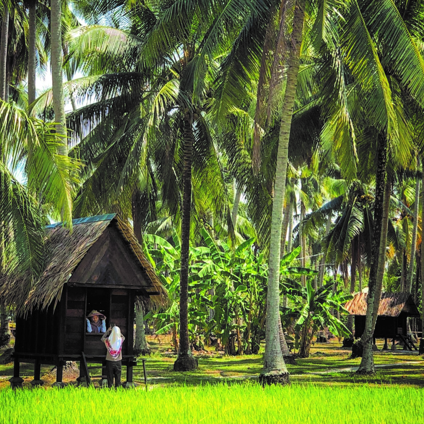 A wooden hut surrounded by tropical plantation
